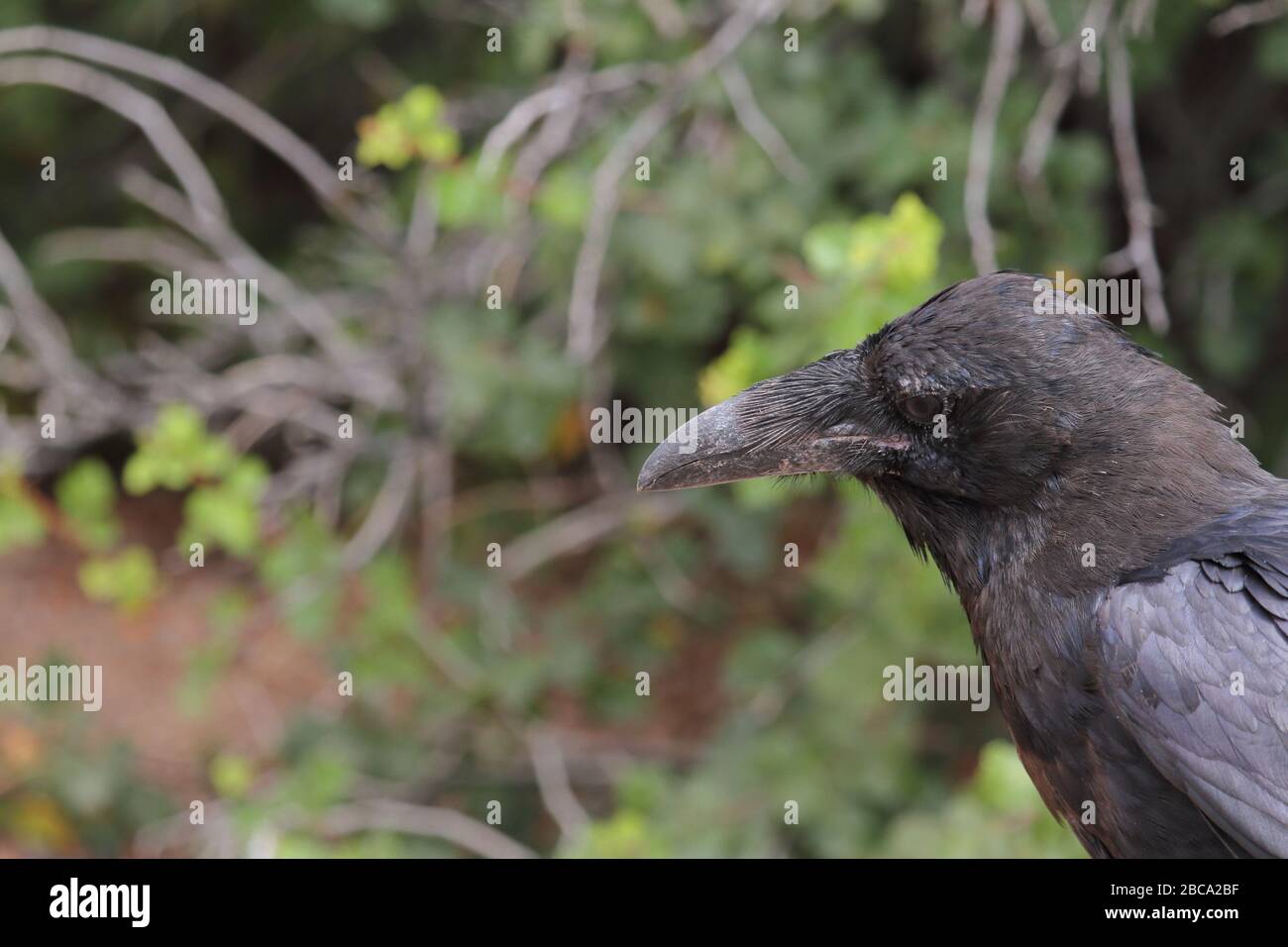 Der Rabe isst in einer Müllhalde Lebensmittelabfälle, die auf Plastiktüten verpackt sind Stockfoto
