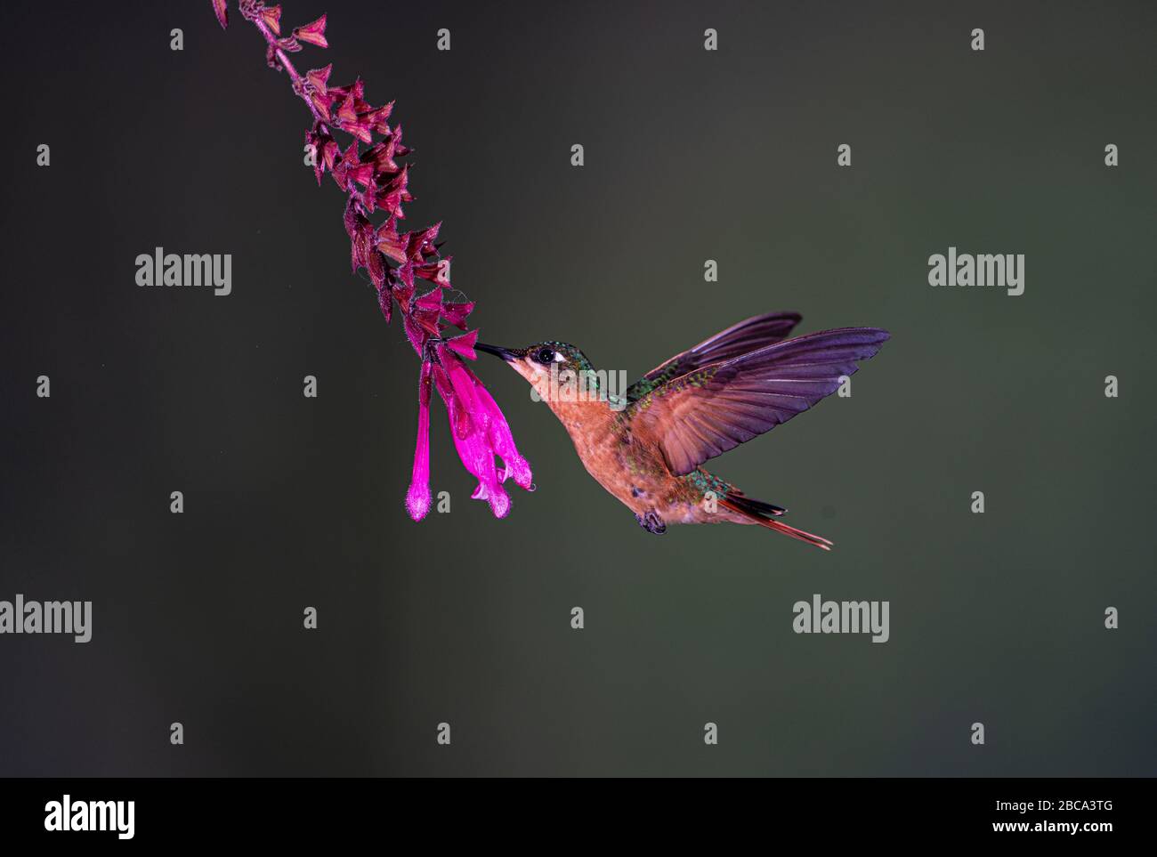 Brasilianischer Rubin Weibchen (Clytolaema rubricauda) Kolibri Stockfoto
