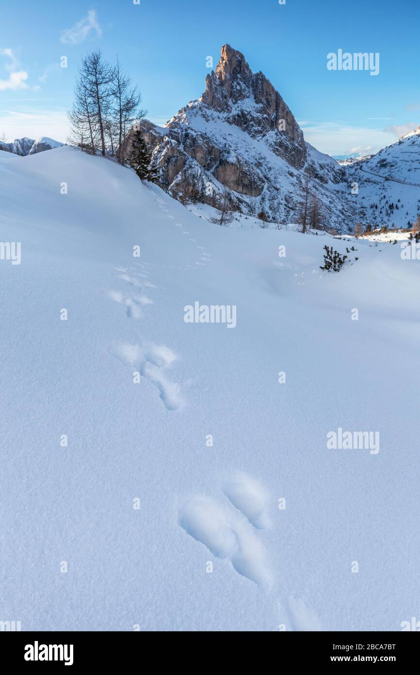 Fußabdrücke von Berghare auf dem Schnee, im Hintergrund die Schar von Stria, falzarego Pass, doles, belluno, veneto, italien Stockfoto