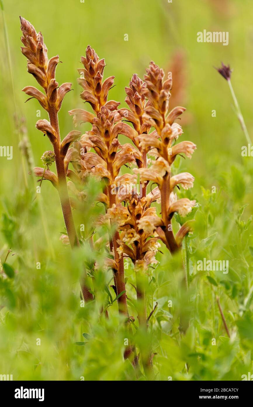 Große Sommerwurzel, Orobanche-Elatior, Hochsommerwurzel Stockfoto