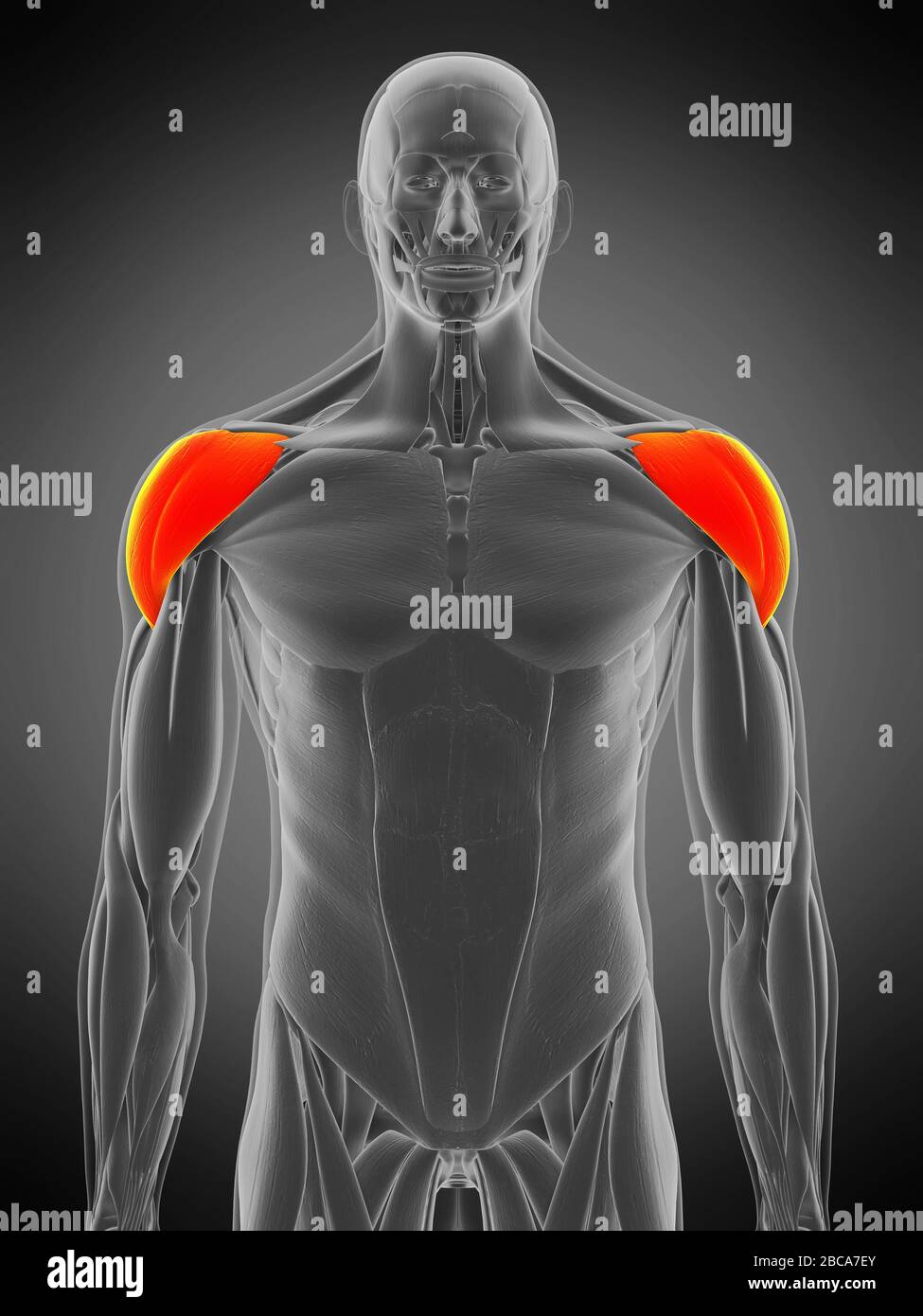 Musculus deltoid, Abbildung Stockfotografie Alamy