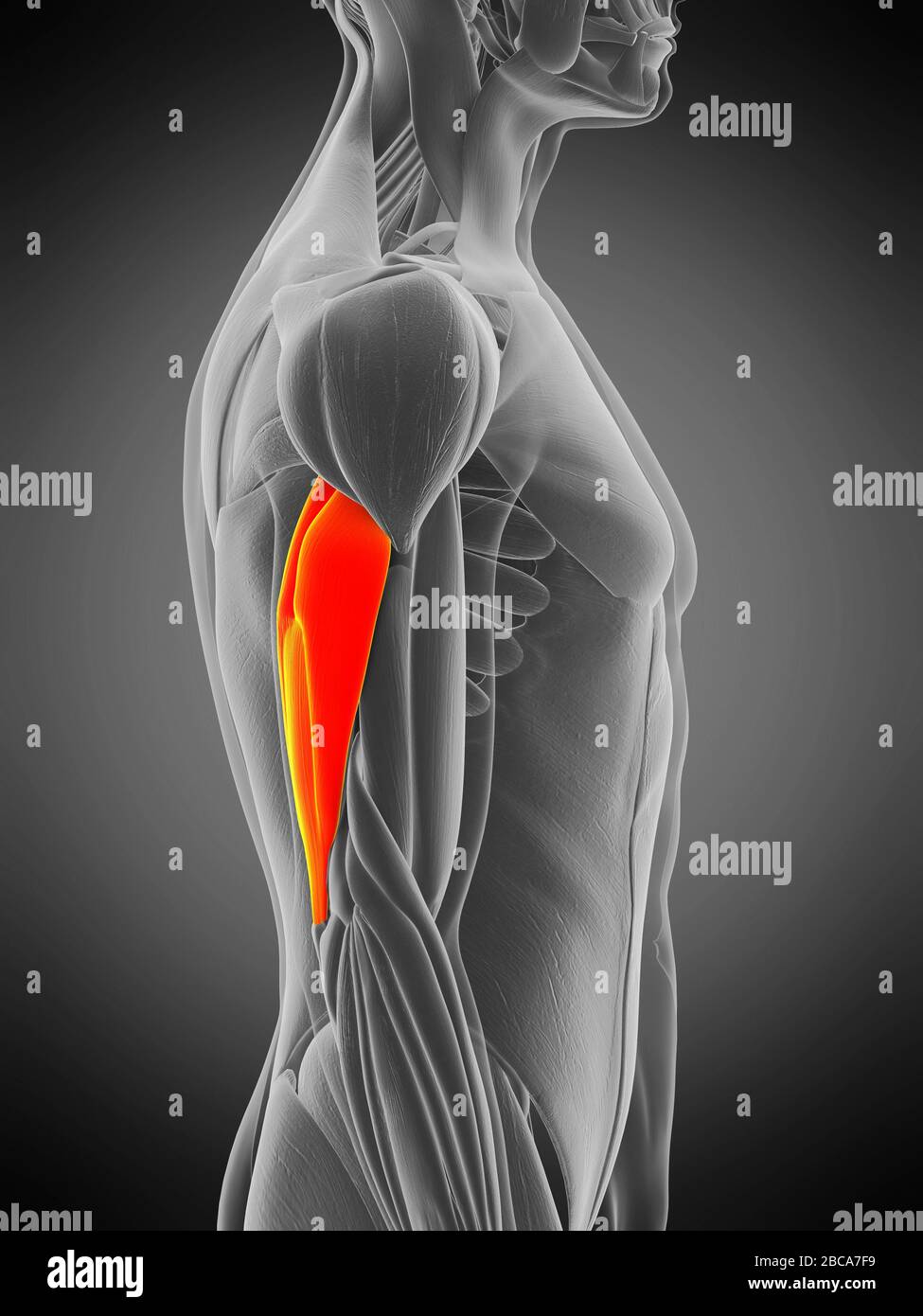 Musculus triceps, Abbildung Stockfotografie Alamy