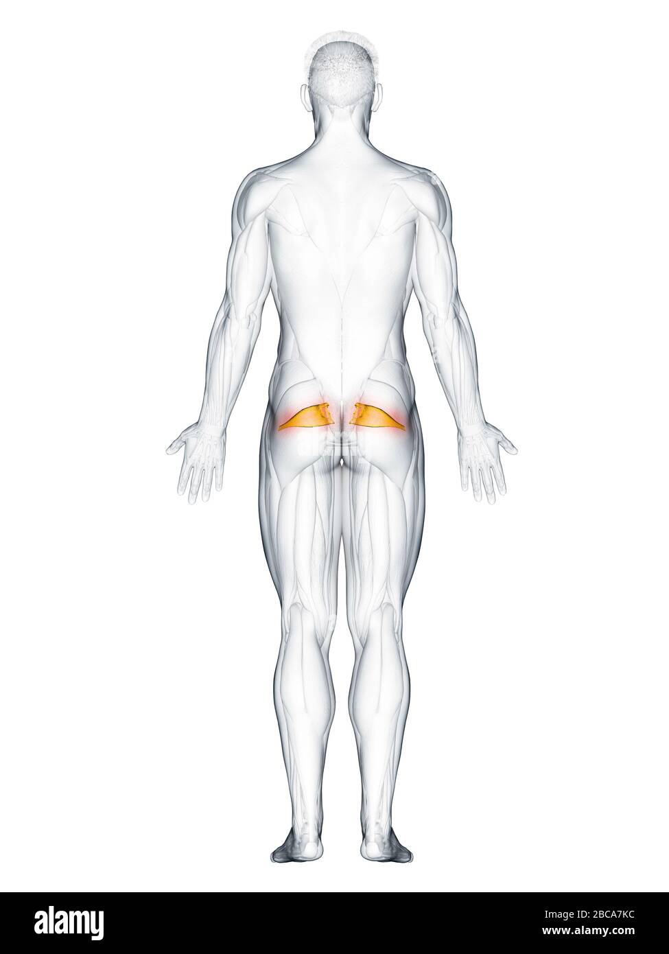 Musculus Piriformis, Abbildung Stockfotografie Alamy