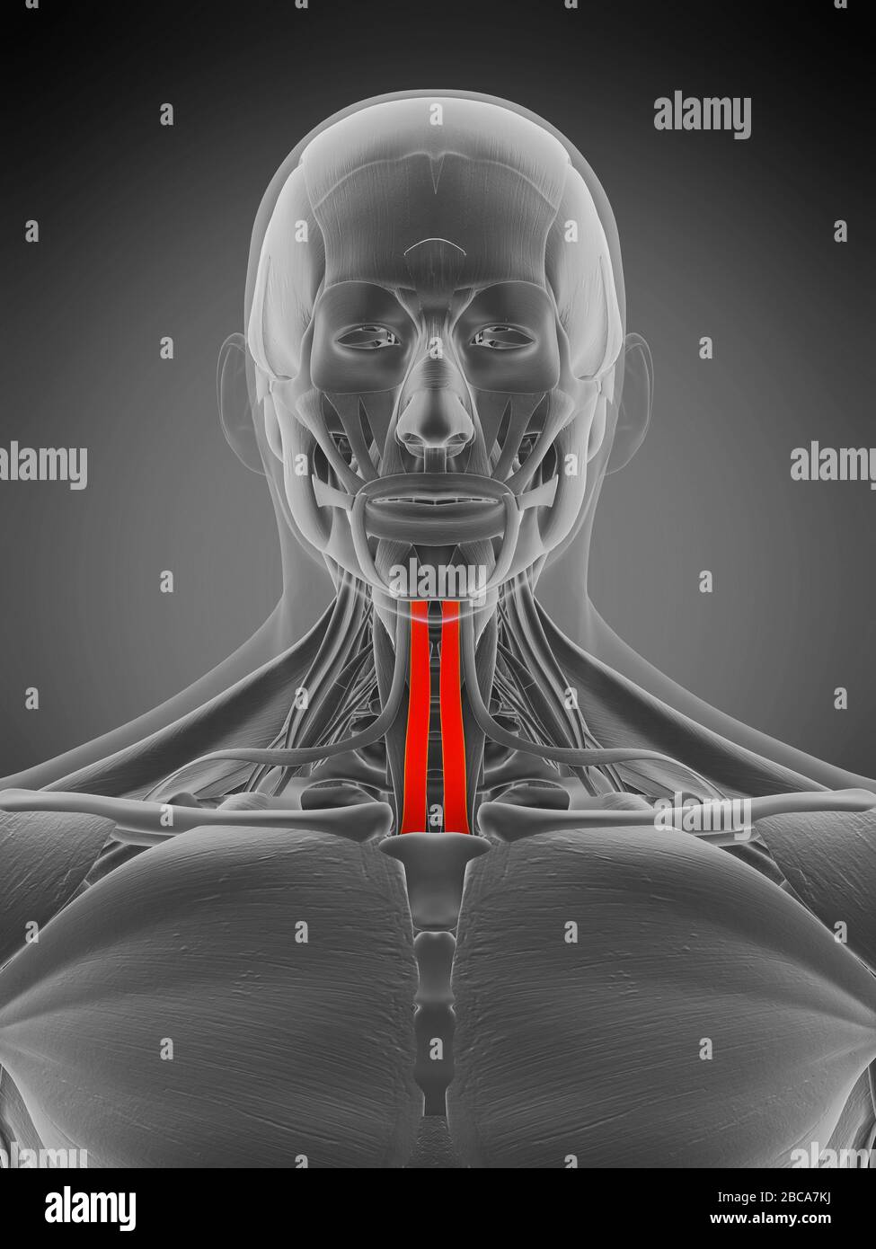 Musculus Sternohyoid, Abbildung. Stockfoto