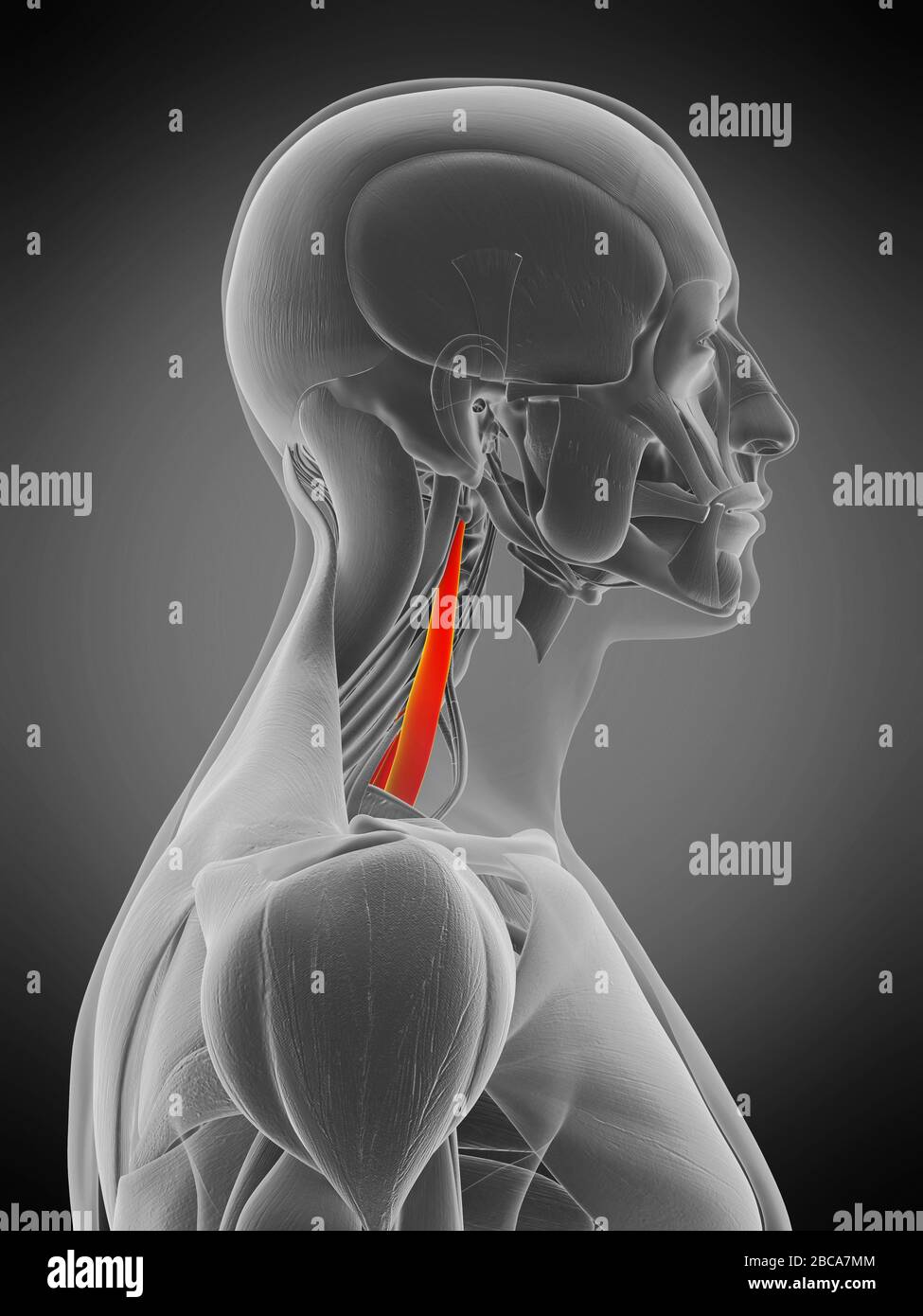 Mittelmuskel Scalene, Abbildung. Stockfoto