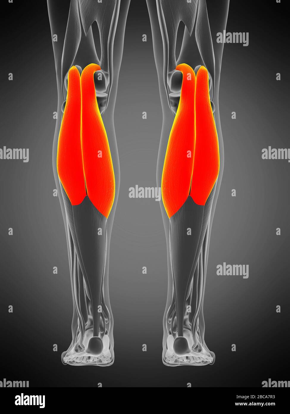 Gastrocnemius muscle Fotos und Bildmaterial in hoher Auflösung Alamy