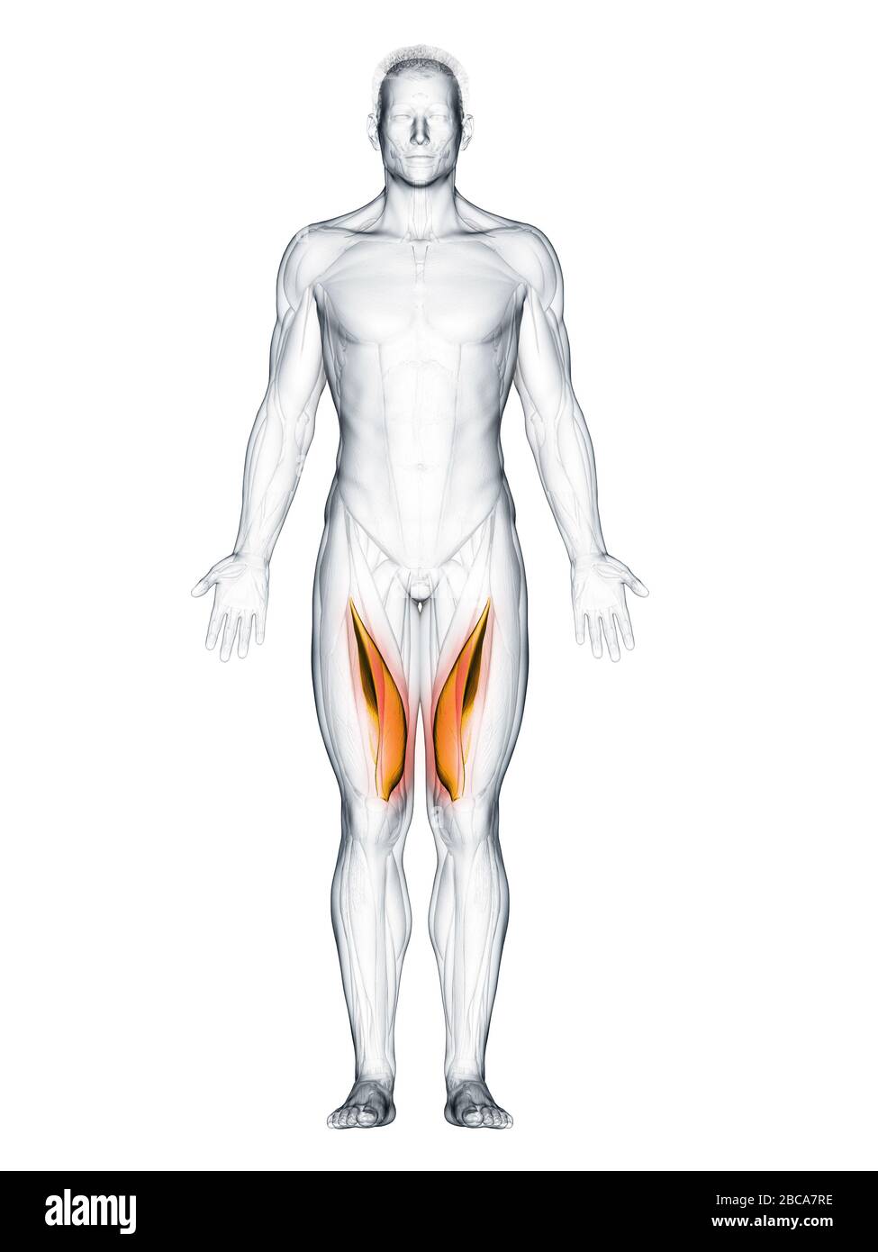 Musculus vastus medialis, Abbildung. Stockfoto