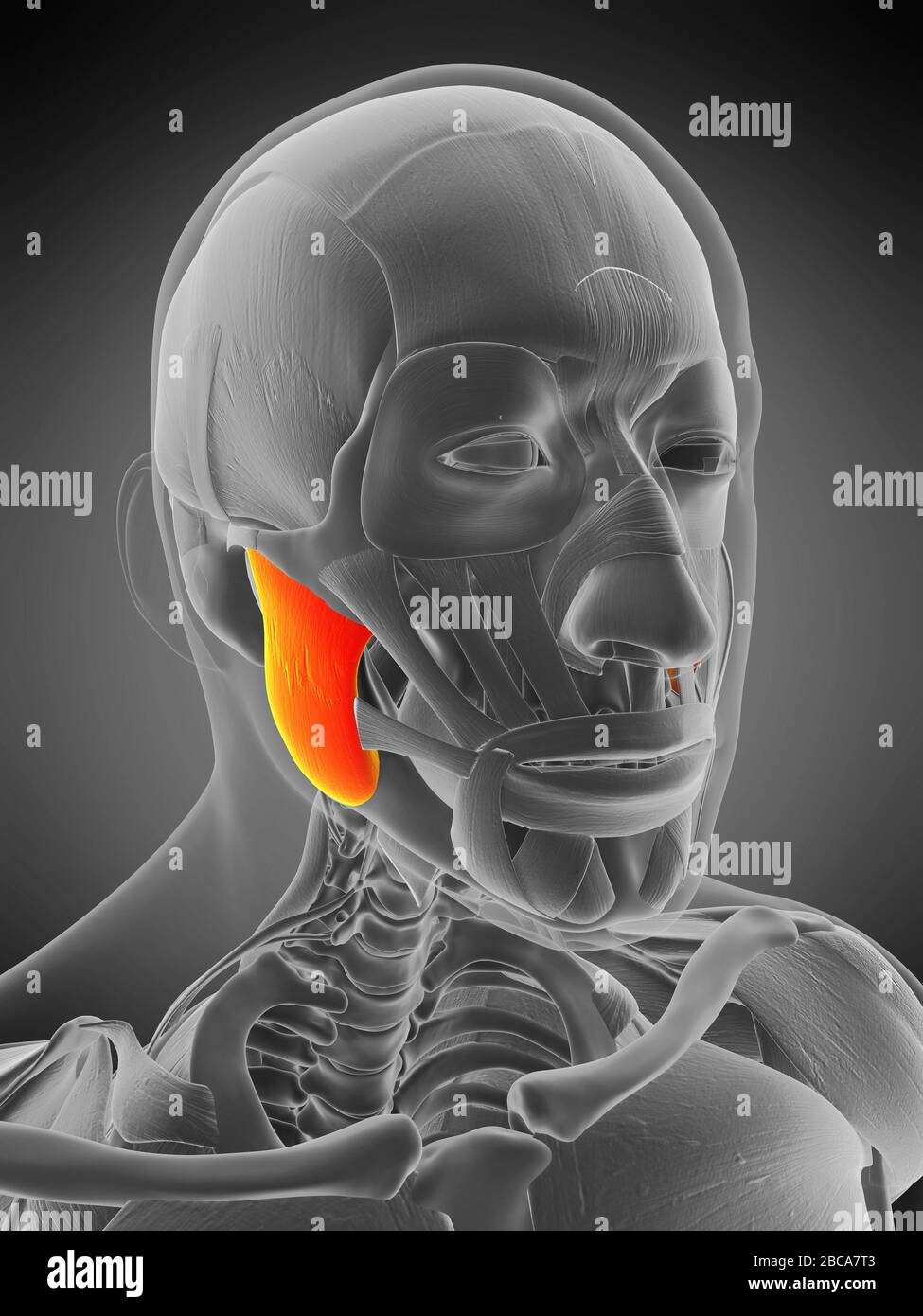 Masseter, überlegener Muskel, Abbildung. Stockfoto