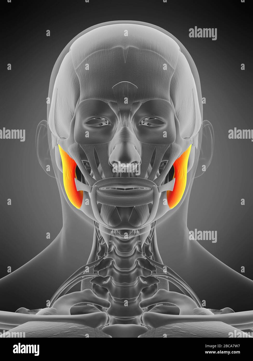 Masseter, überlegener Muskel, Abbildung. Stockfoto