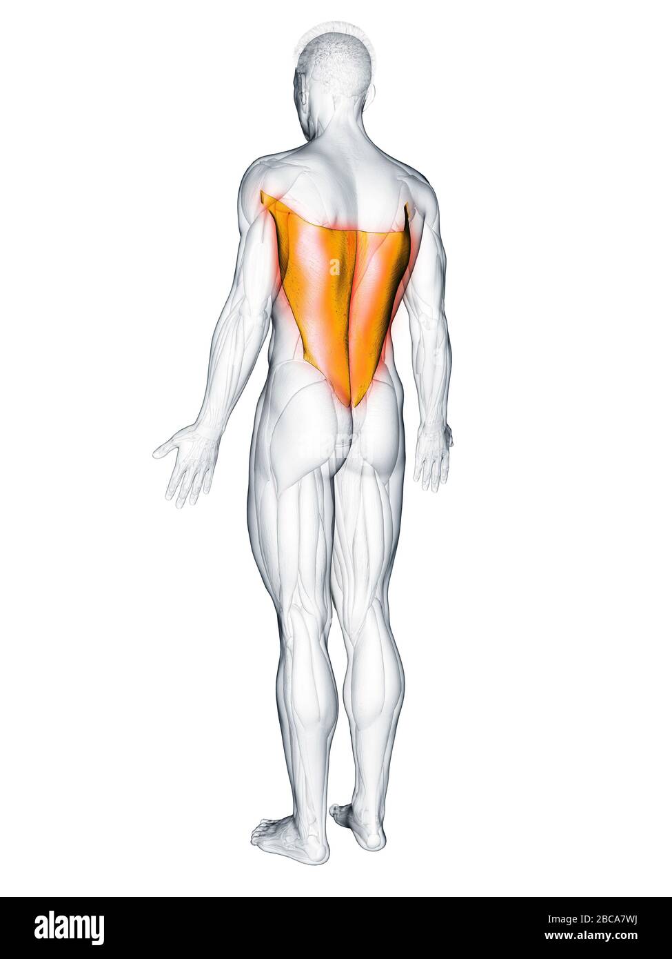 Musculus latissimus dorsi, Abbildung Stockfotografie Alamy