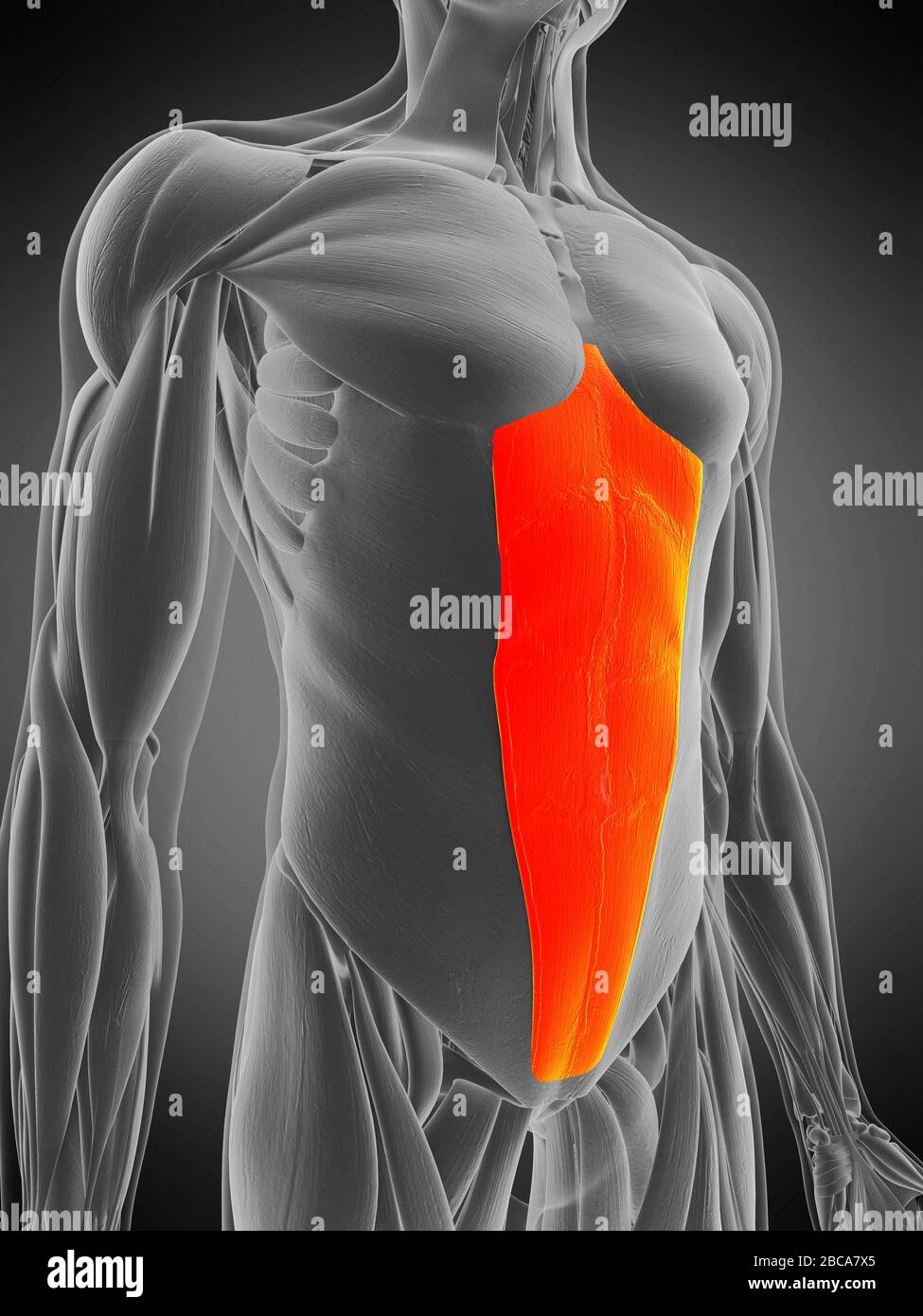 Musculus rectus abdominis, Abbildung. Stockfoto