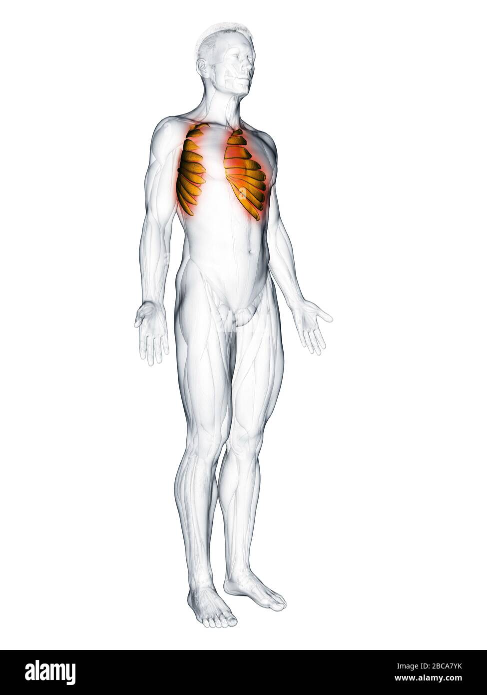 Musculus serratus anterior, Abbildung. Stockfoto