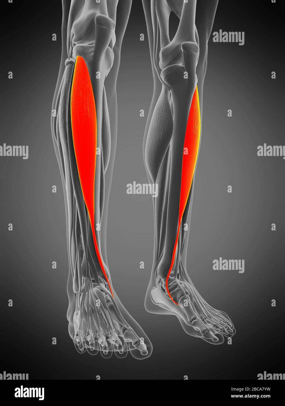 Musculus tibialis anterior, Abbildung Stockfotografie Alamy
