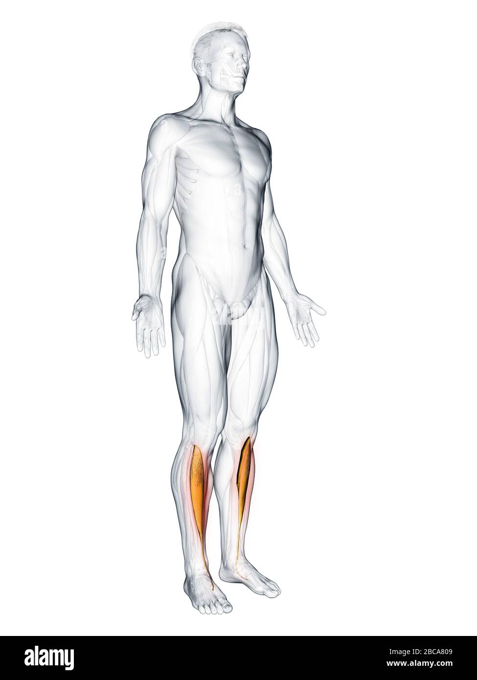 Musculus tibialis anterior, Abbildung Stockfotografie Alamy