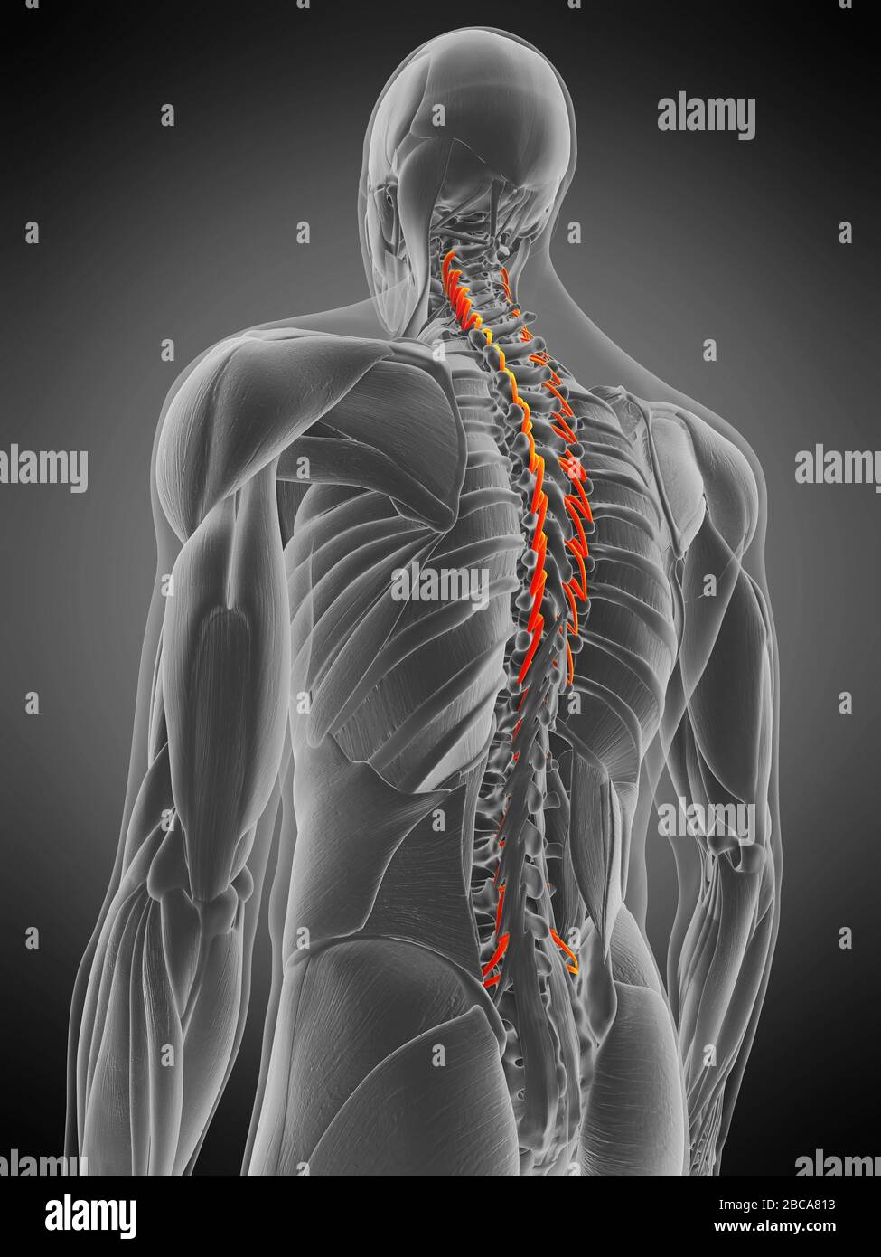 Musculus semispinalis thoracis, Abbildung. Stockfoto