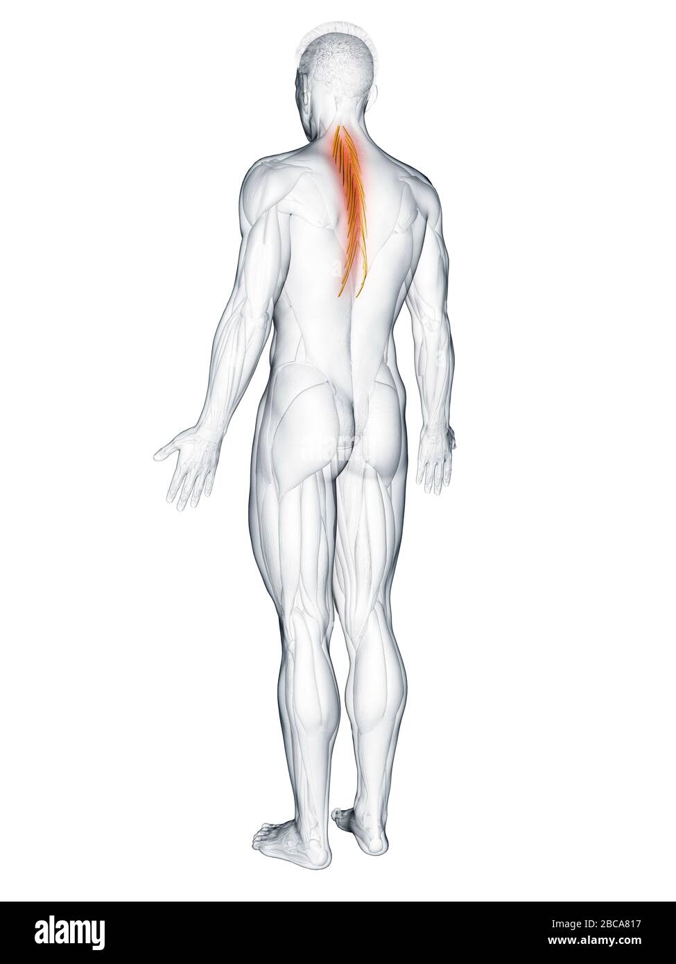 Musculus semispinalis thoracis, Abbildung. Stockfoto