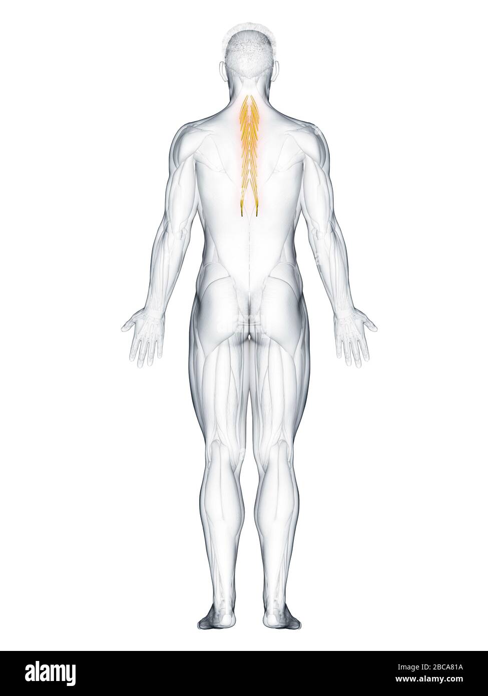 Musculus semispinalis thoracis, Abbildung. Stockfoto