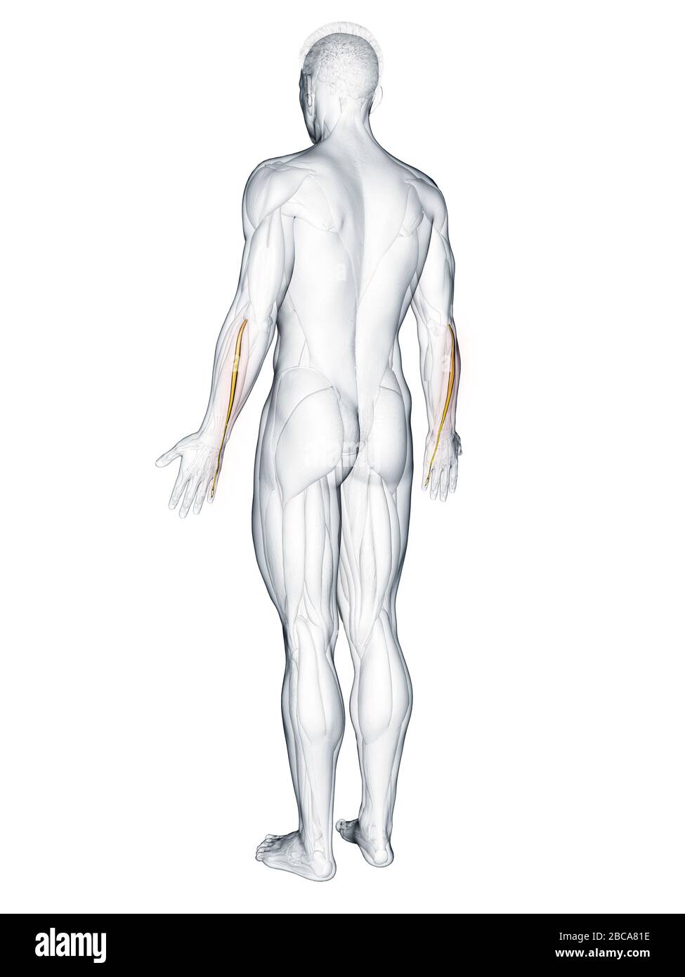 Musculus extensor digiti minimi, Abbildung. Stockfoto