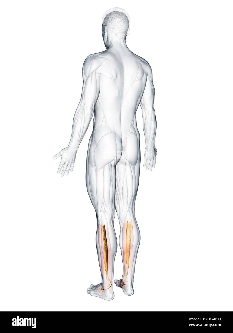 Tibialis posterior -Fotos und -Bildmaterial in hoher Auflösung – Alamy