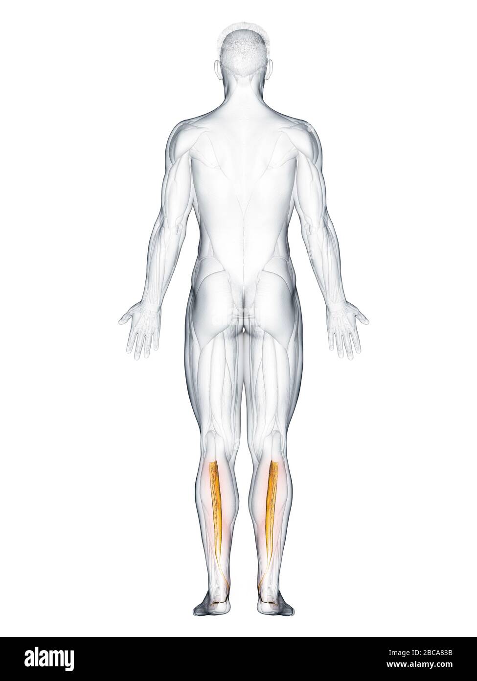 Tibialis posterior -Fotos und -Bildmaterial in hoher Auflösung – Alamy