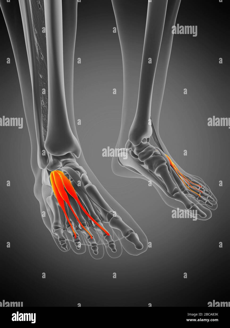 Musculus extensor digitorum brevis, Abbildung. Stockfoto