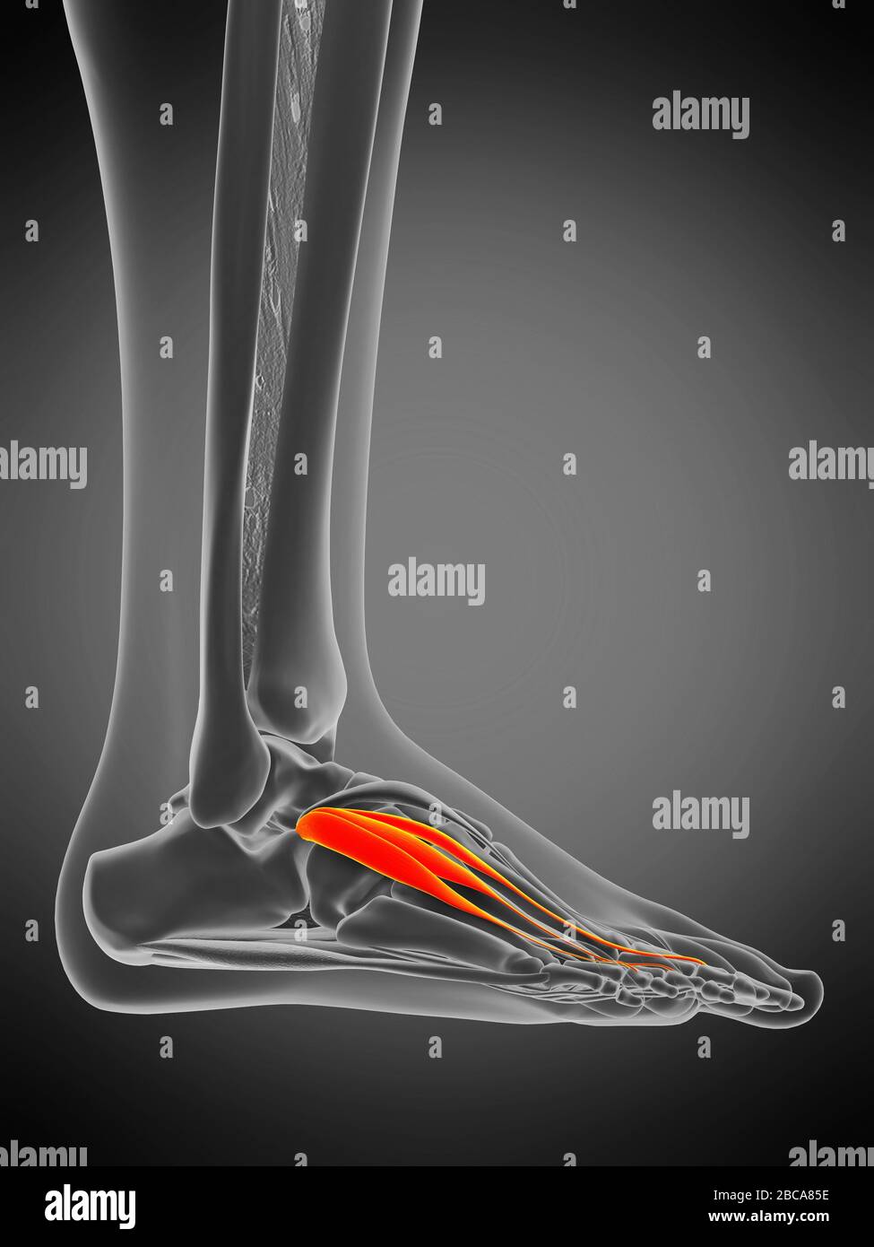 Musculus extensor digitorum brevis, Abbildung. Stockfoto