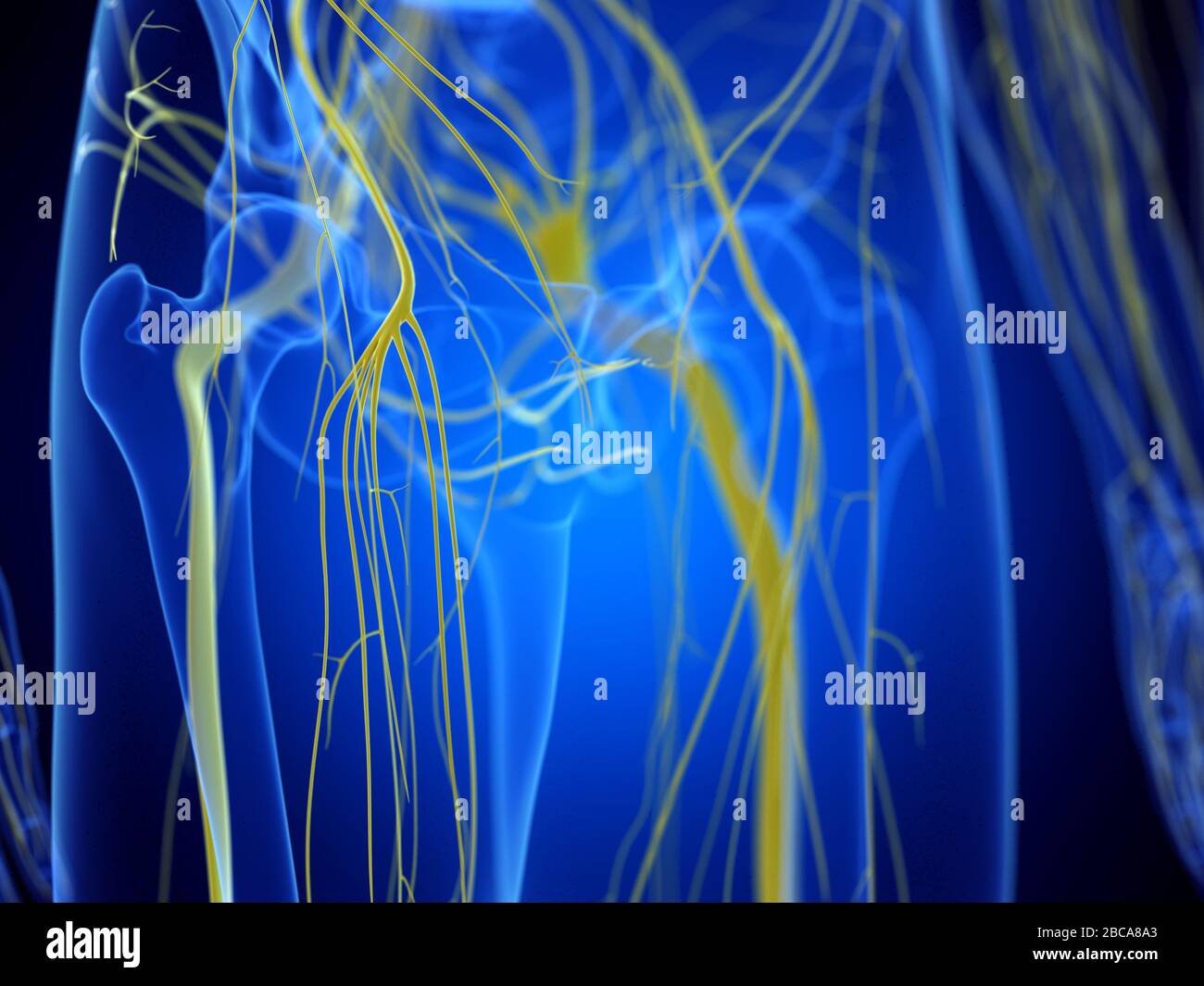 Hüftnerven, Illustration. Stockfoto