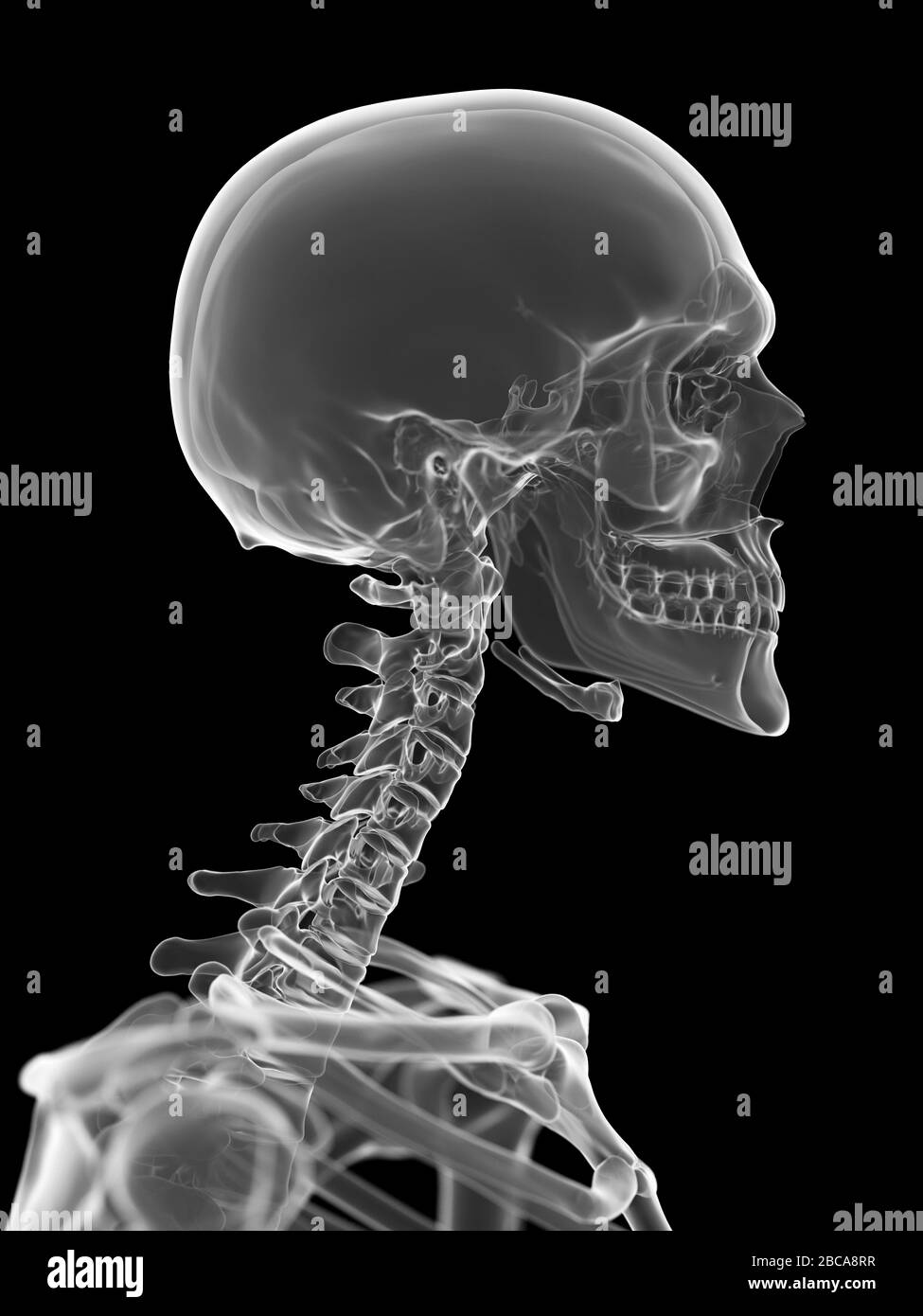 Halswirbelsäule, Abbildung. Stockfoto