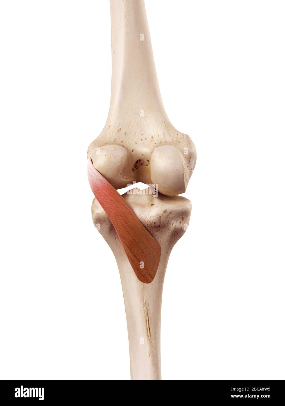 Musculus Popliteus, Abbildung Stockfotografie Alamy