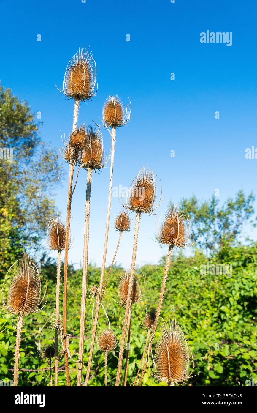 Spanien, Wild Teasel, Dipsacus fullonum, Pflanze mit Infloreszenz Stockfoto