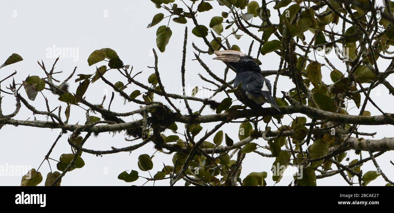 Silbrig-frech-Hornbill in Äthiopien. Stockfoto