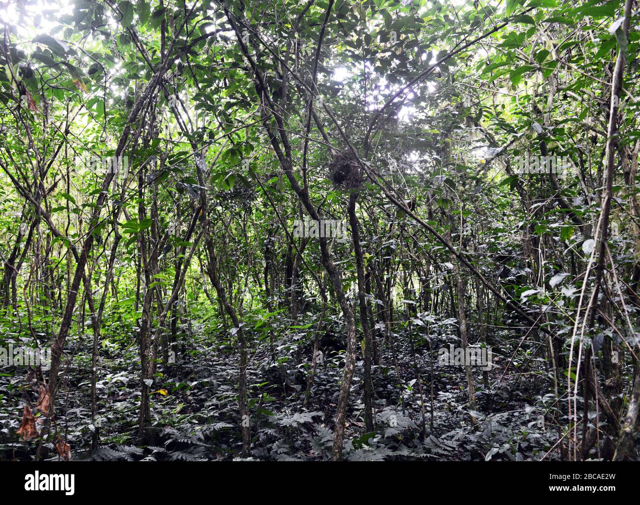 Wilder Arabica-Kaffeewald in Mankira, Region Kaffa, Äthiopien. Stockfoto