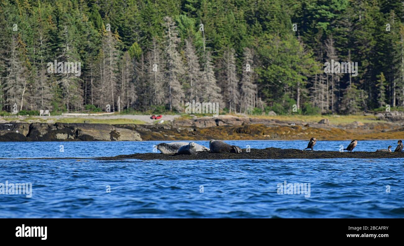 Kegelrobben in einer geschützten Saatkrähenkolonie Sonne tanken auf einer felsigen Sandbank Insel im nordatlantik vor der Küste von maine. Stockfoto