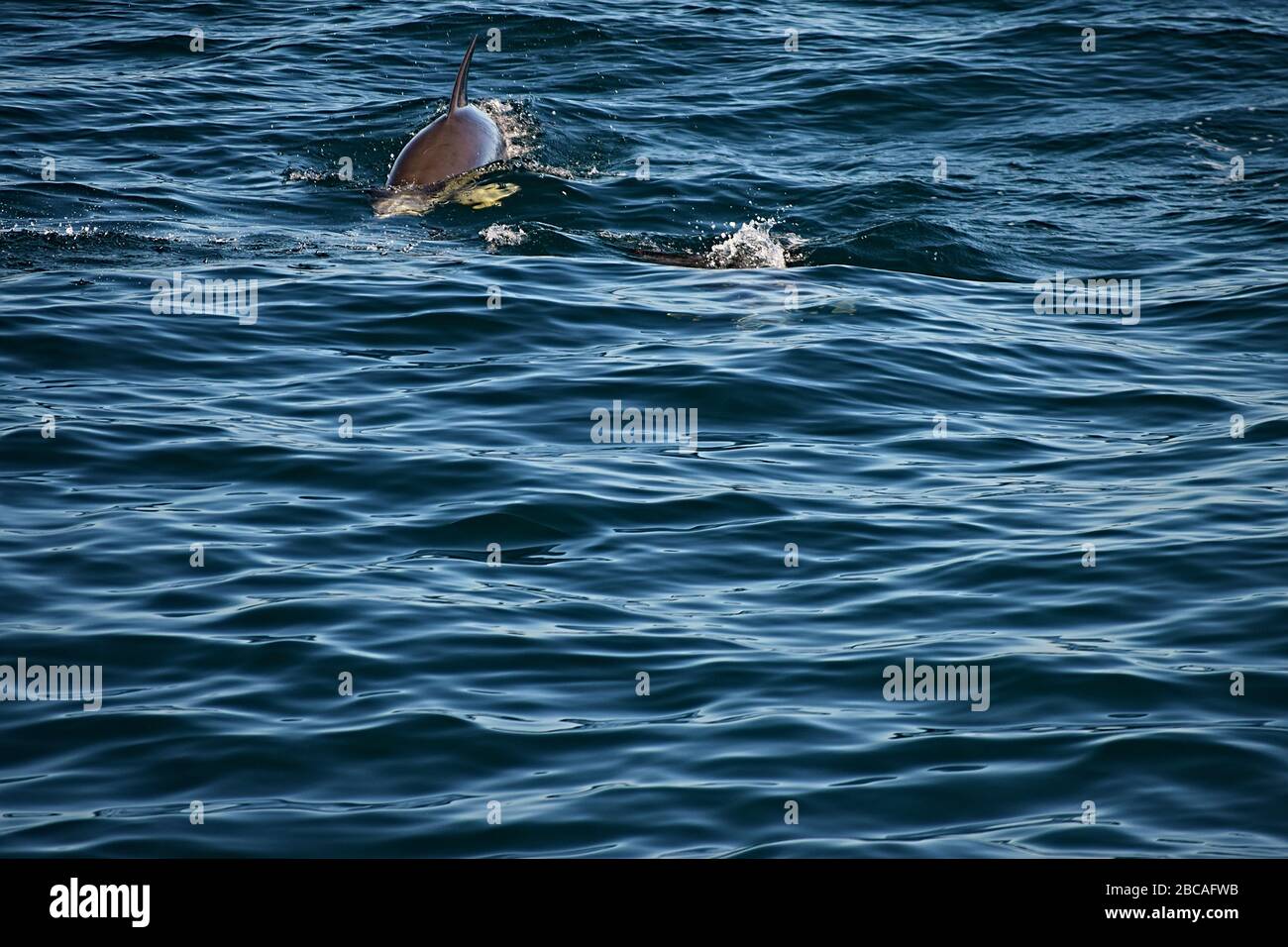 Delfine mit Atlantischer Weißer Seite, die durch den atlantik vor der Küste von Maine porpoising, von einer Walbeobachtungs-Schiffstour aus gesehen. Stockfoto