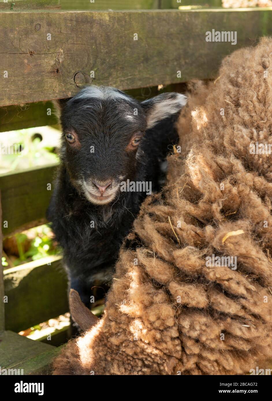 Schaf (Ovis) Stockfoto