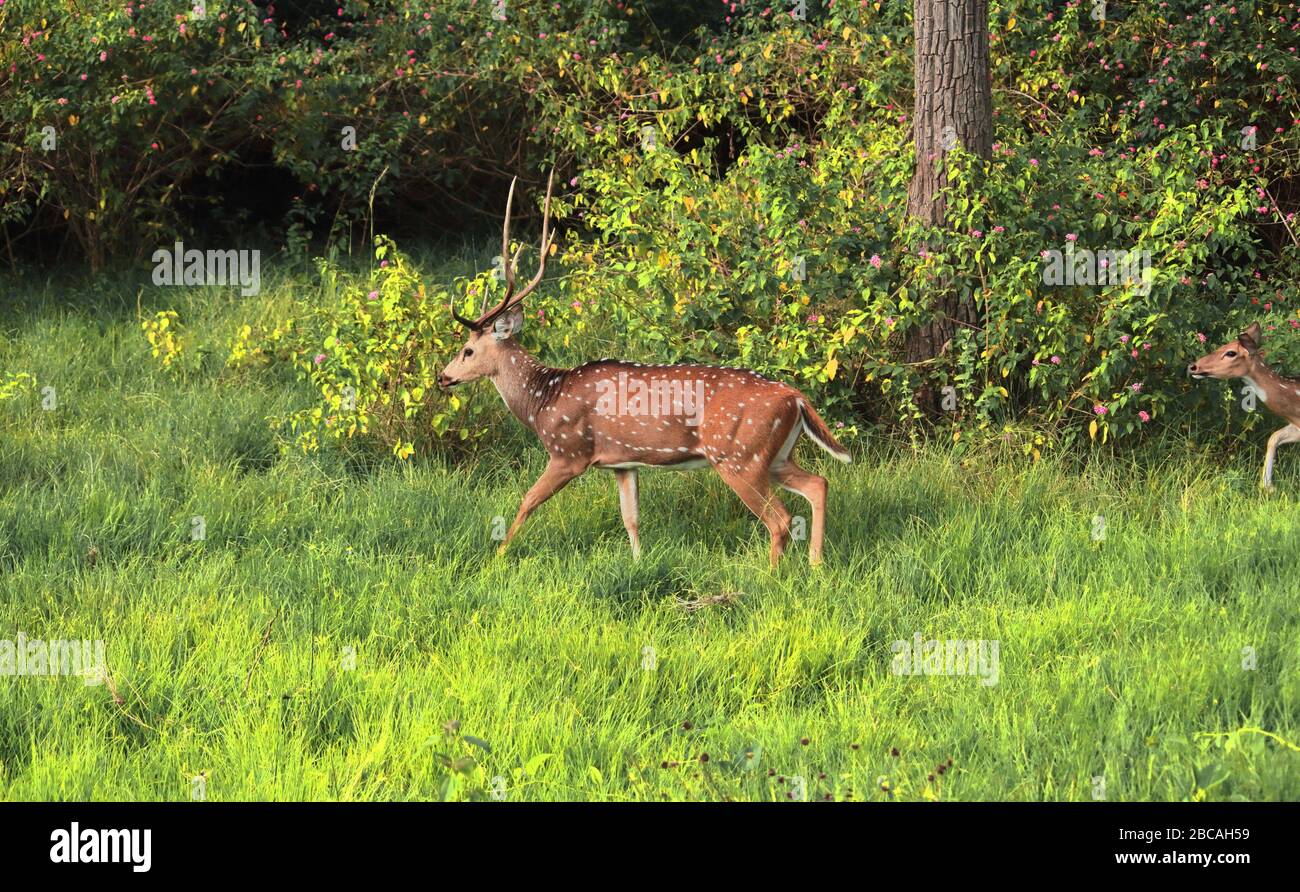 Ein männliches Chital Hirsch, gefleckte Hirsche oder Achse Hirsch (Achse Achse) in bandipur Nationalpark, Karnataka, indien. Dieser Park in nilgiri Biosphärenreservat befindet Stockfoto