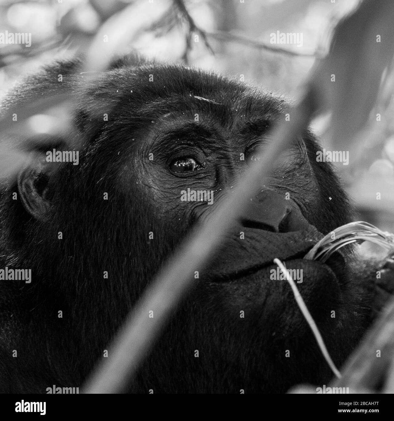 Bwindi Impenetrable Forest Refuge, Uganda. Bwindi liegt im Nordwesten Ugandas und ist ein Paradies für die Berggorillas. Stockfoto