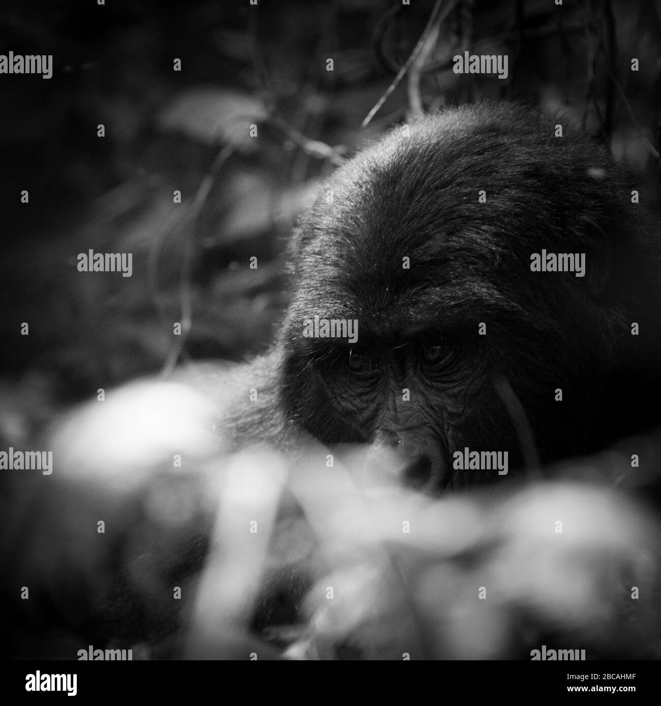 Bwindi Impenetrable Forest Refuge, Uganda. Bwindi liegt im Nordwesten Ugandas und ist ein Paradies für die Berggorillas. Stockfoto