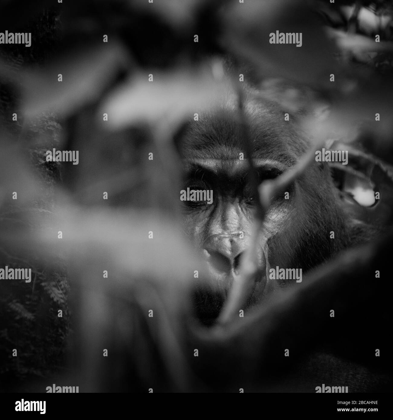 Bwindi Impenetrable Forest Refuge, Uganda. Bwindi liegt im Nordwesten Ugandas und ist ein Paradies für die Berggorillas. Stockfoto