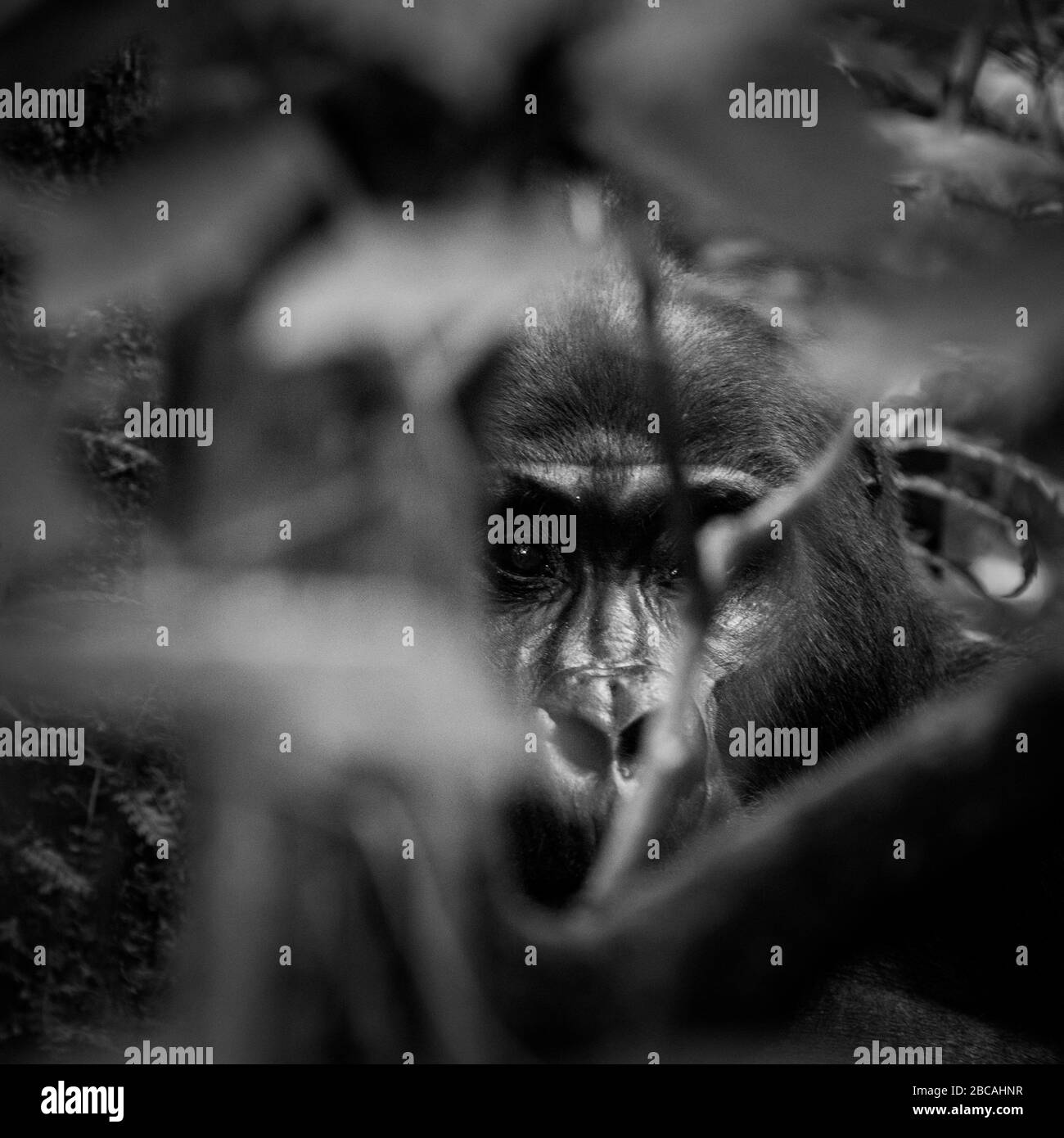 Bwindi Impenetrable Forest Refuge, Uganda. Bwindi liegt im Nordwesten Ugandas und ist ein Paradies für die Berggorillas. Stockfoto