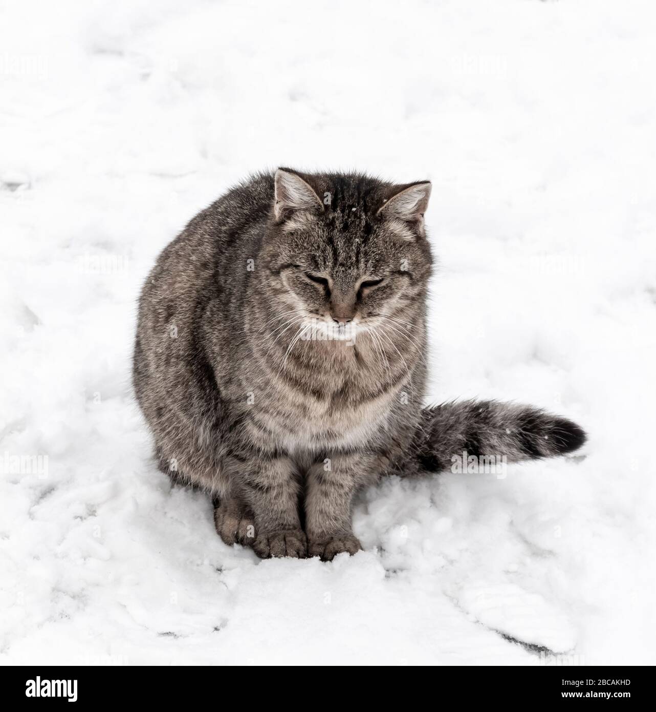 Graue Katze sitzt auf der Schneedecke. Stockfoto