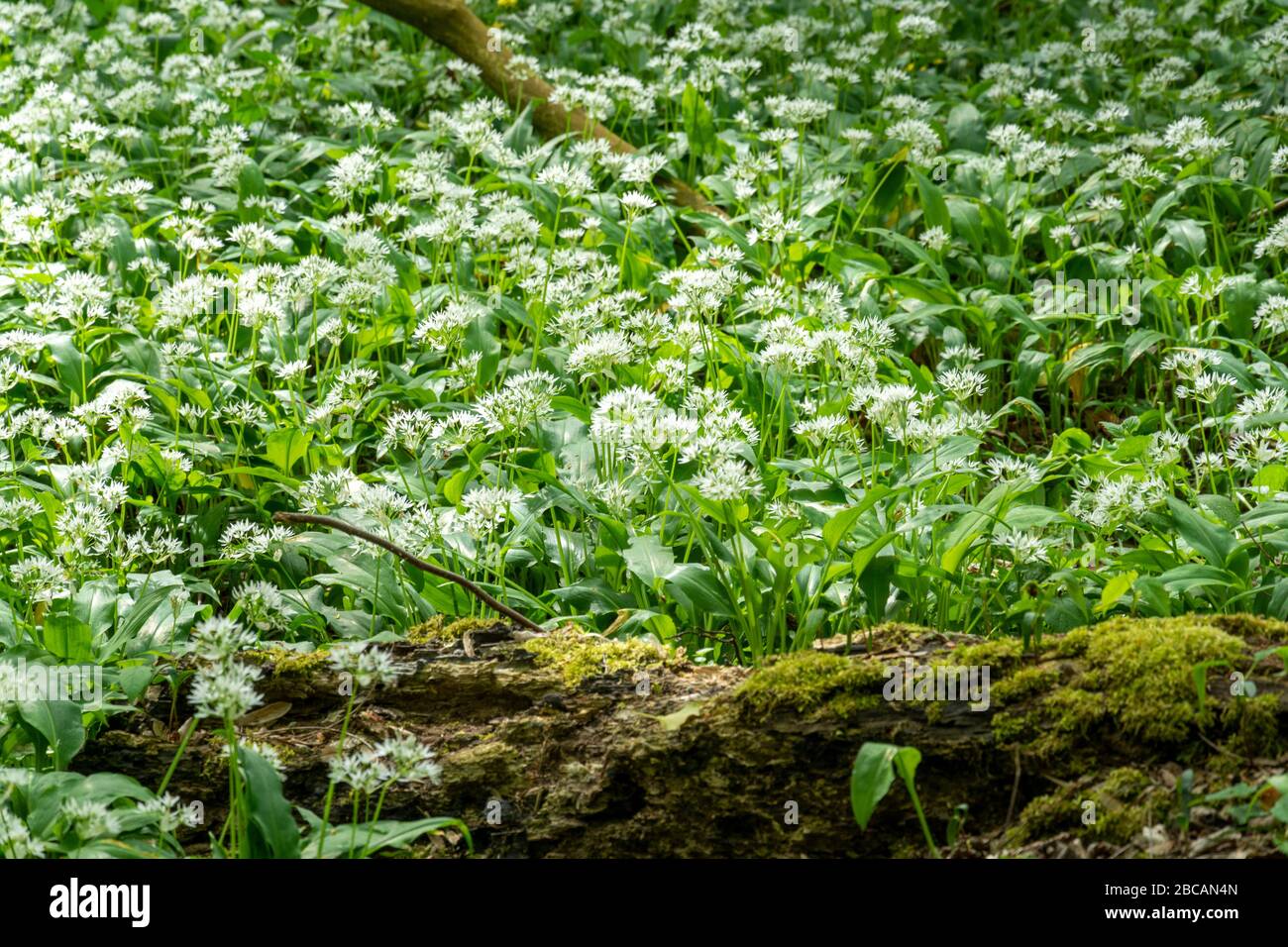 Wilder Knoblauch (Allium ursinum), Pflanzengattungen aus der Gattung Allium. Stockfoto