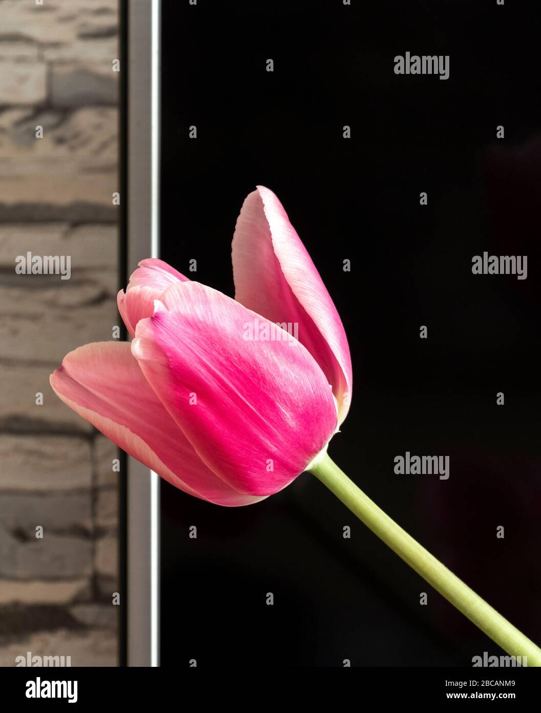 Tulpen befinden sich in einer Vase auf dem Nachttisch auf dem Hintergrund des LCD-Displays. Stockfoto