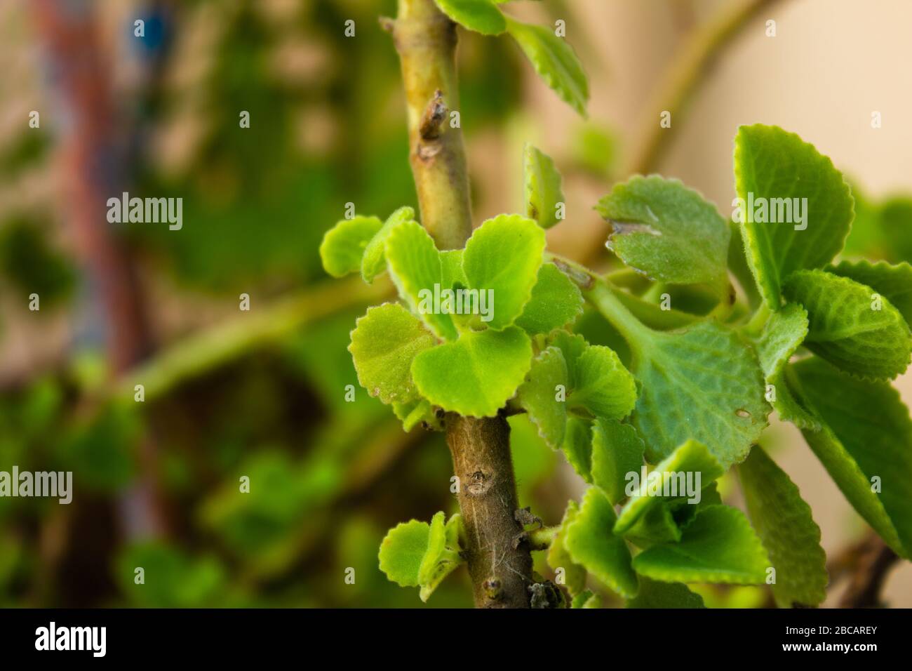 Frische grüne Blätter Muster der indischen Borage, Landborage (Botanischer Name - Plectranthus amboinico) Stockfoto