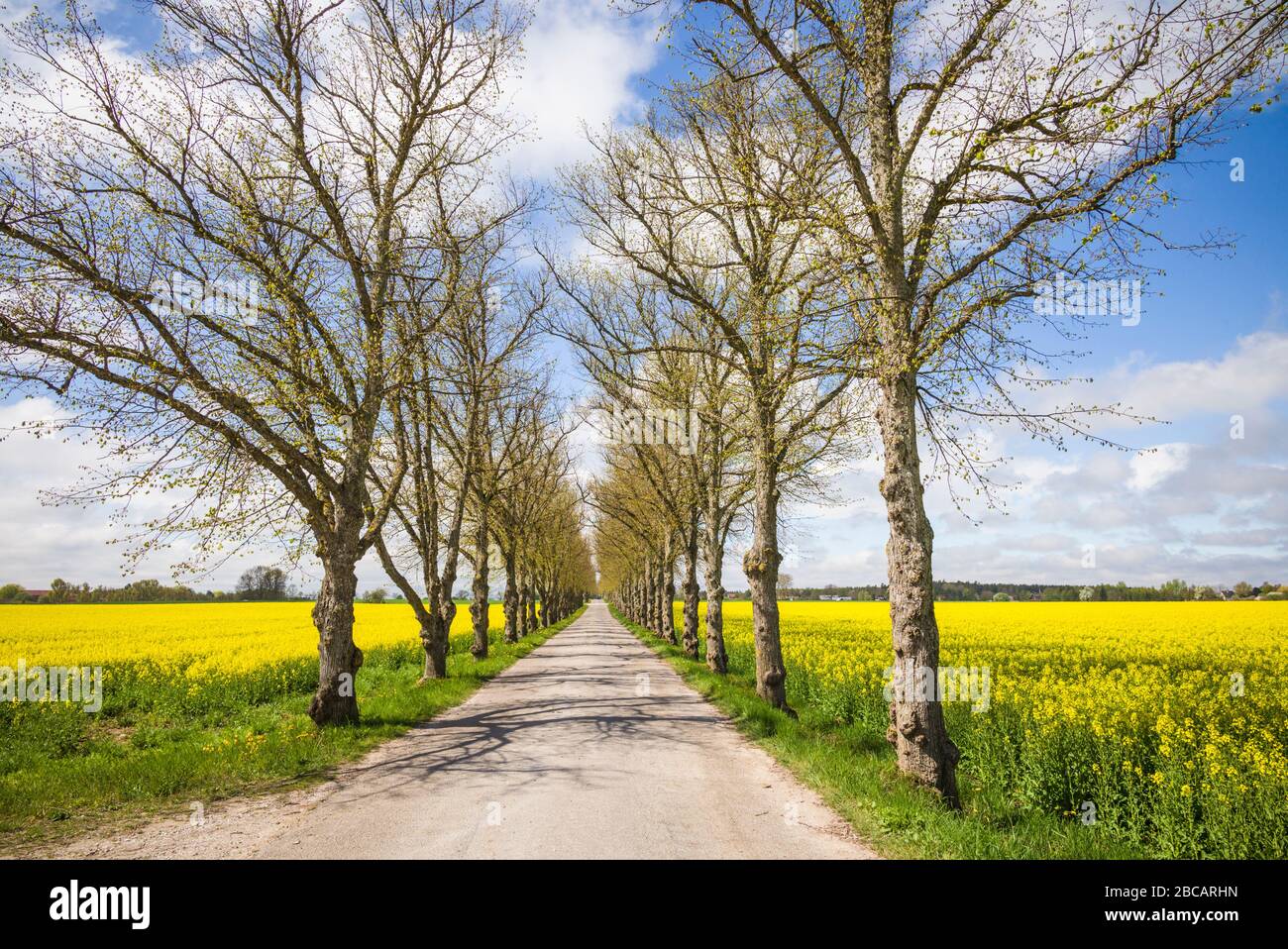 Schweden, Insel Gotland, Romakloster, Landstraße mit gelben Springblumen Stockfoto