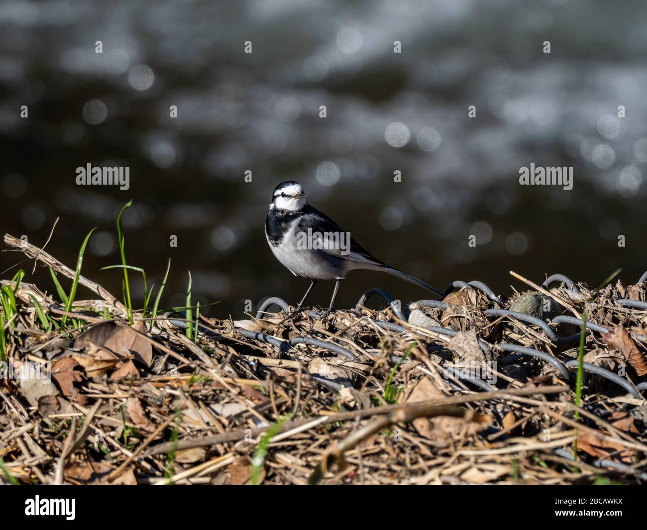 Ein Schwarzrückenschwanz, Motacilla alba Lugens, eine ostasiatische Unterart des Weißschwanz, jagt auf einem Felsen in der Nähe des Flusses Hikiji in Kanagaw nach Insekten Stockfoto