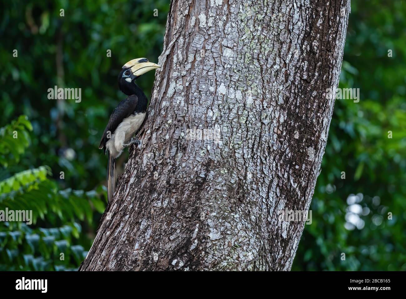 Orientalischer Pied-Hornbill - Anthracoceros albirostris, kleiner schöner Hornbill aus südostasiatischen Wäldern und Waldgebieten, Pangkor Island, Malaysia. Stockfoto