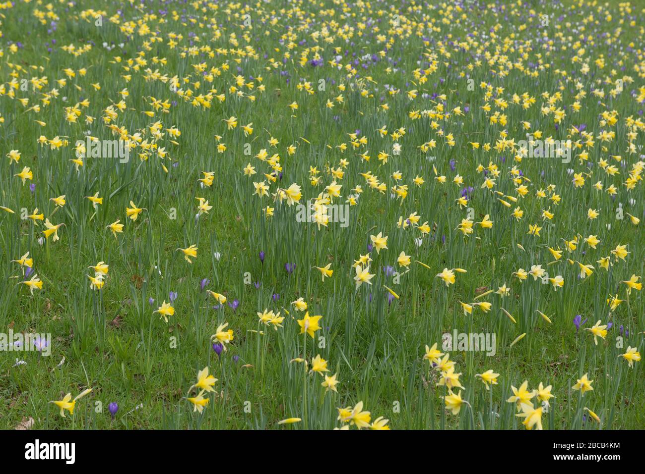 Hintergrund oder Textur einer wilden Blumenmeadow von Daffodils und Krokussen in einem Garten im ländlichen Devon, England, Großbritannien Stockfoto