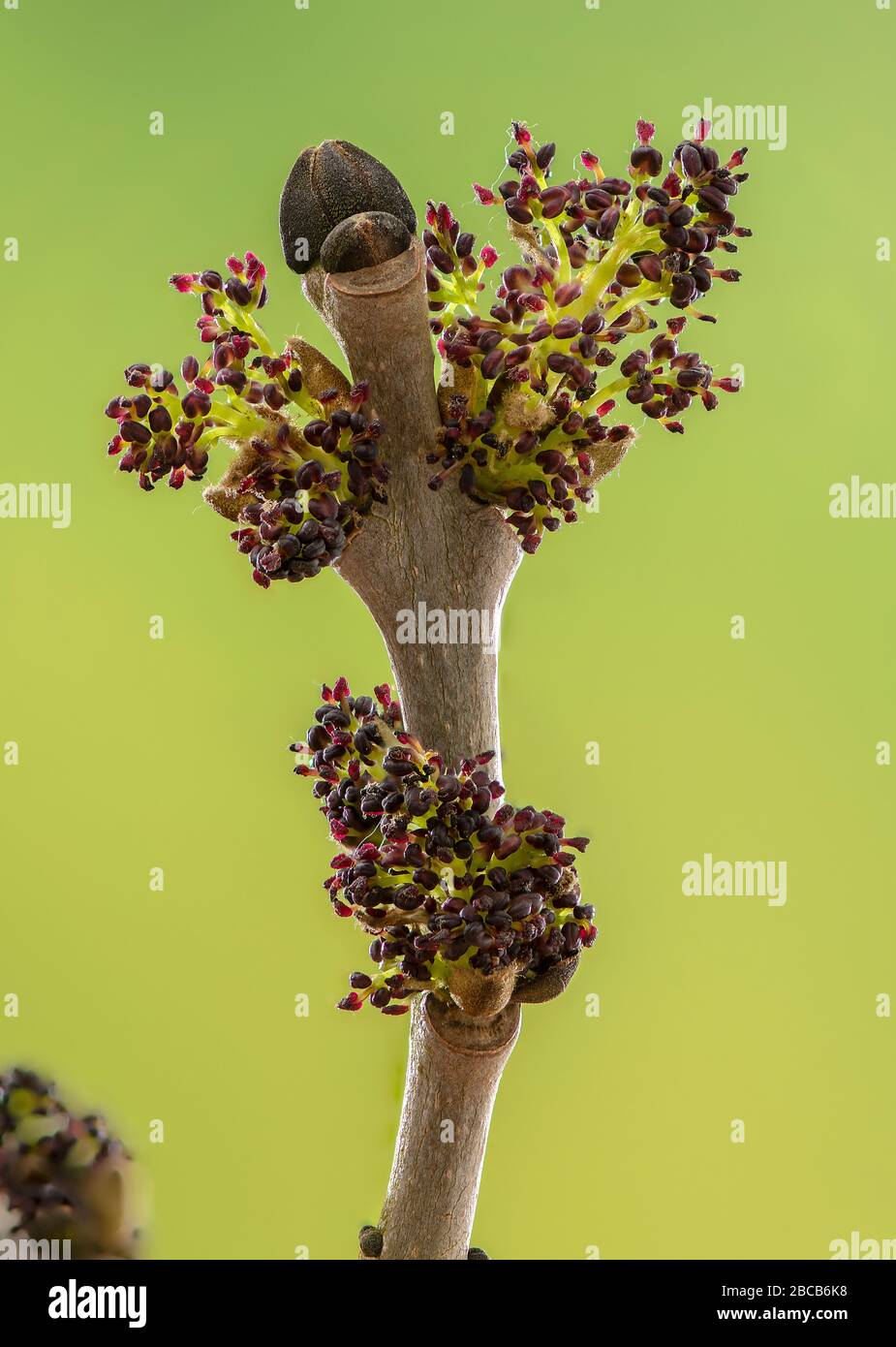Die Blumen der gemeinen Asche, Fraxinus excelsior, die gerade im Frühling herauskommen. Stockfoto
