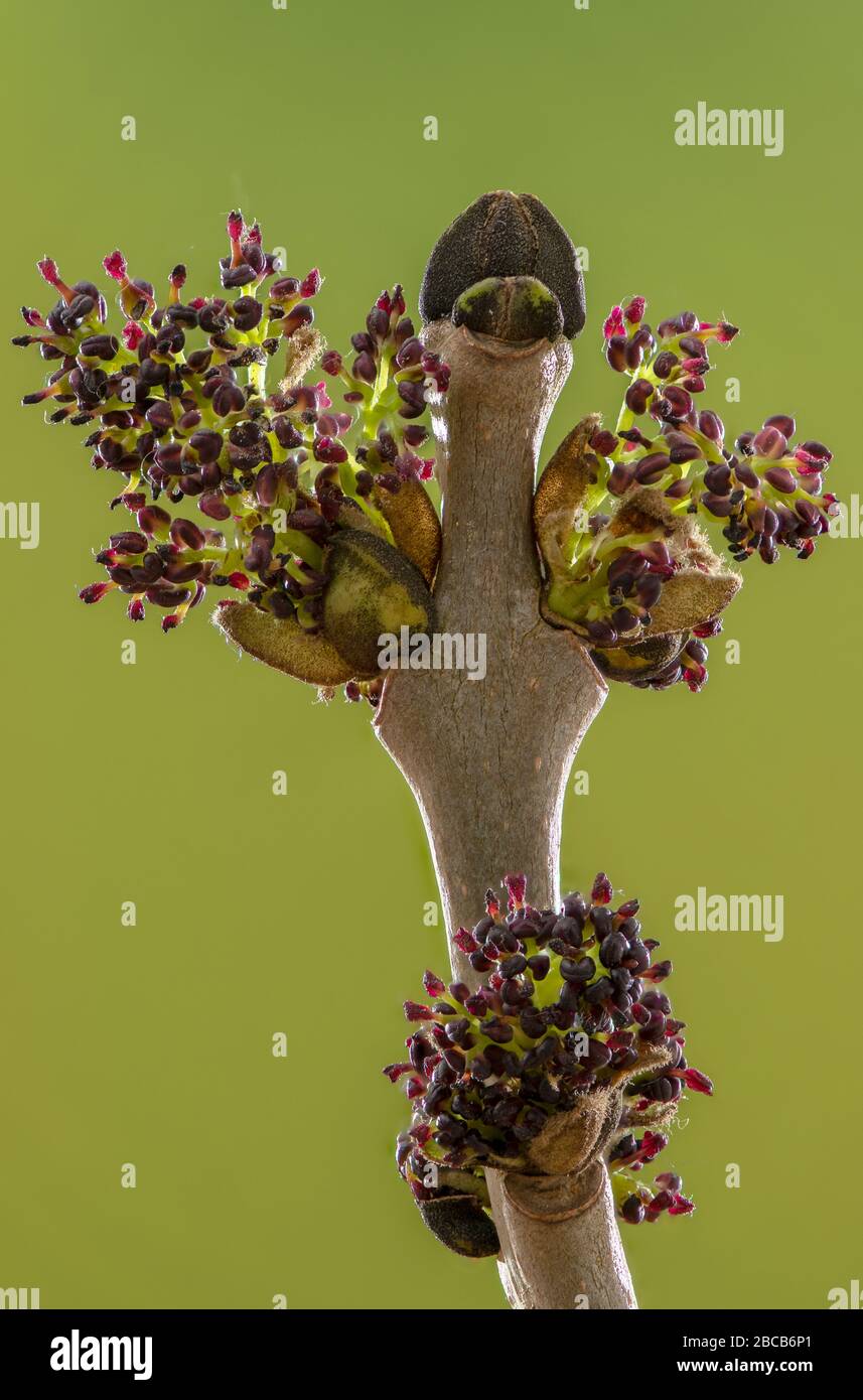 Die Blumen der gemeinen Asche, Fraxinus excelsior, die gerade im Frühling herauskommen. Stockfoto